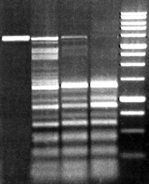 AoxI activity assay on DNA pMHaeIII/DriI