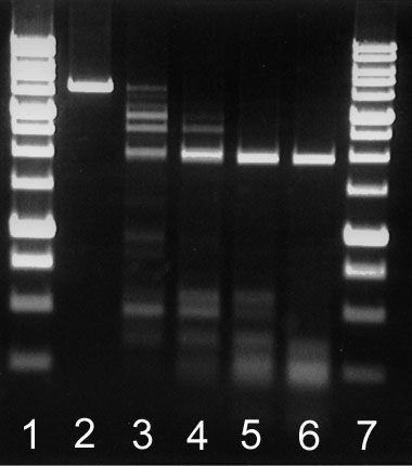BlsI activity assay on DNA pFsp4HI3/DriI