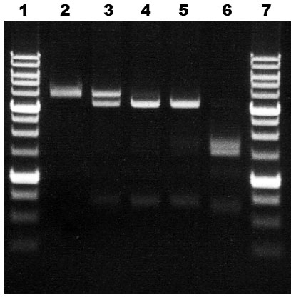 Определение активности GlaI на ДНК pHspAI2/GsaI