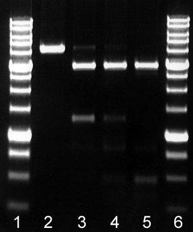 GluI activity assay on DNA pFsp4HI3/DriI