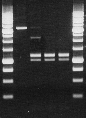 KroI activity assay on DNA pMHpaII 1/DriI