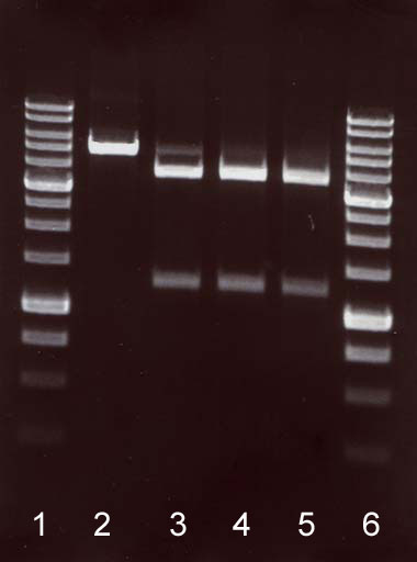 PcsI activity assay on DNA pMHgaI/DriI