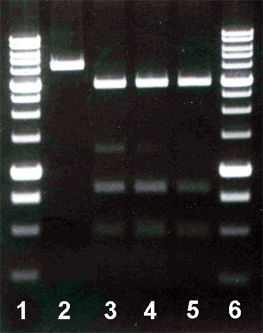 PkrI activity assay on DNA pFsp4HI3/DriI